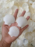 Small fan scallop shells shown by hand