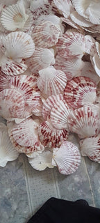 A mixed batch of small fan scallop shells
