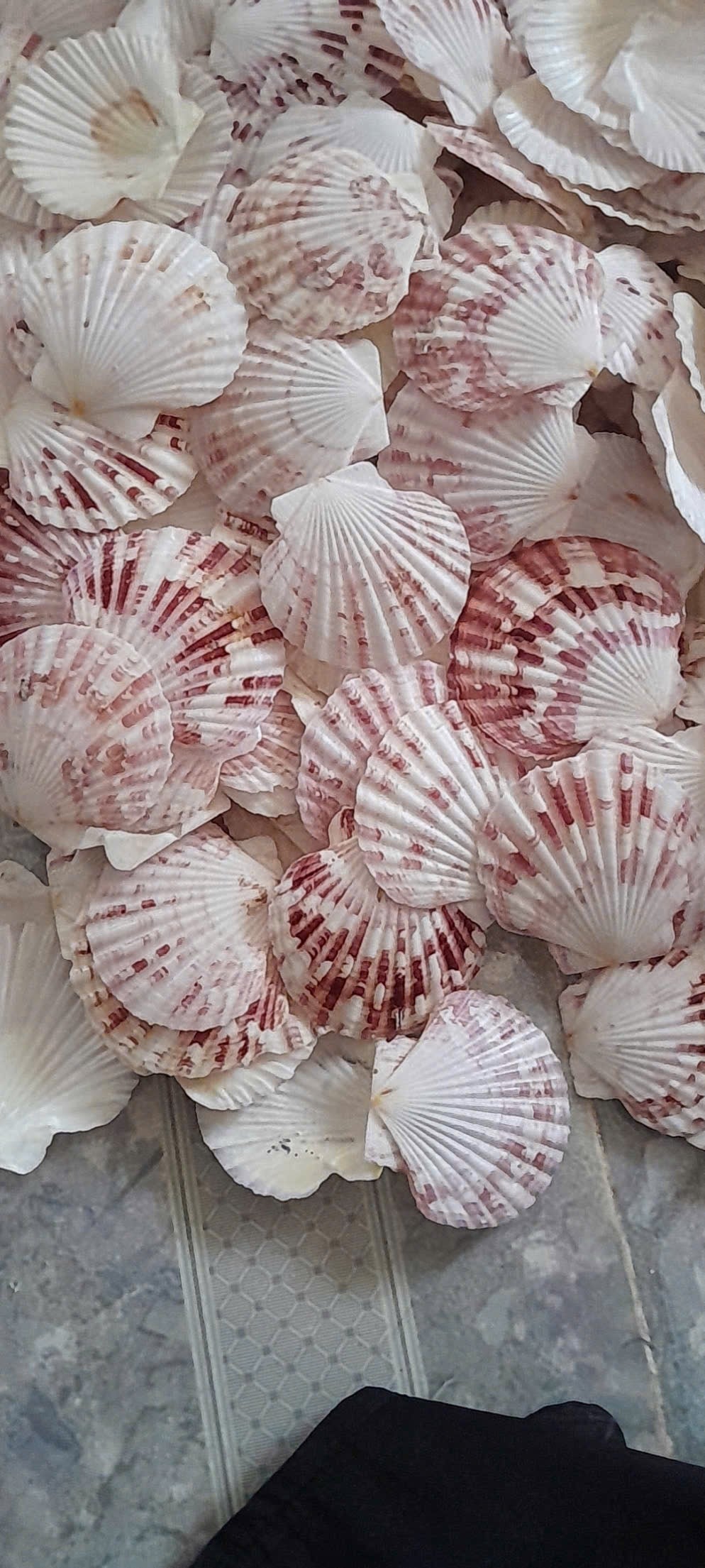 A mixed batch of small fan scallop shells