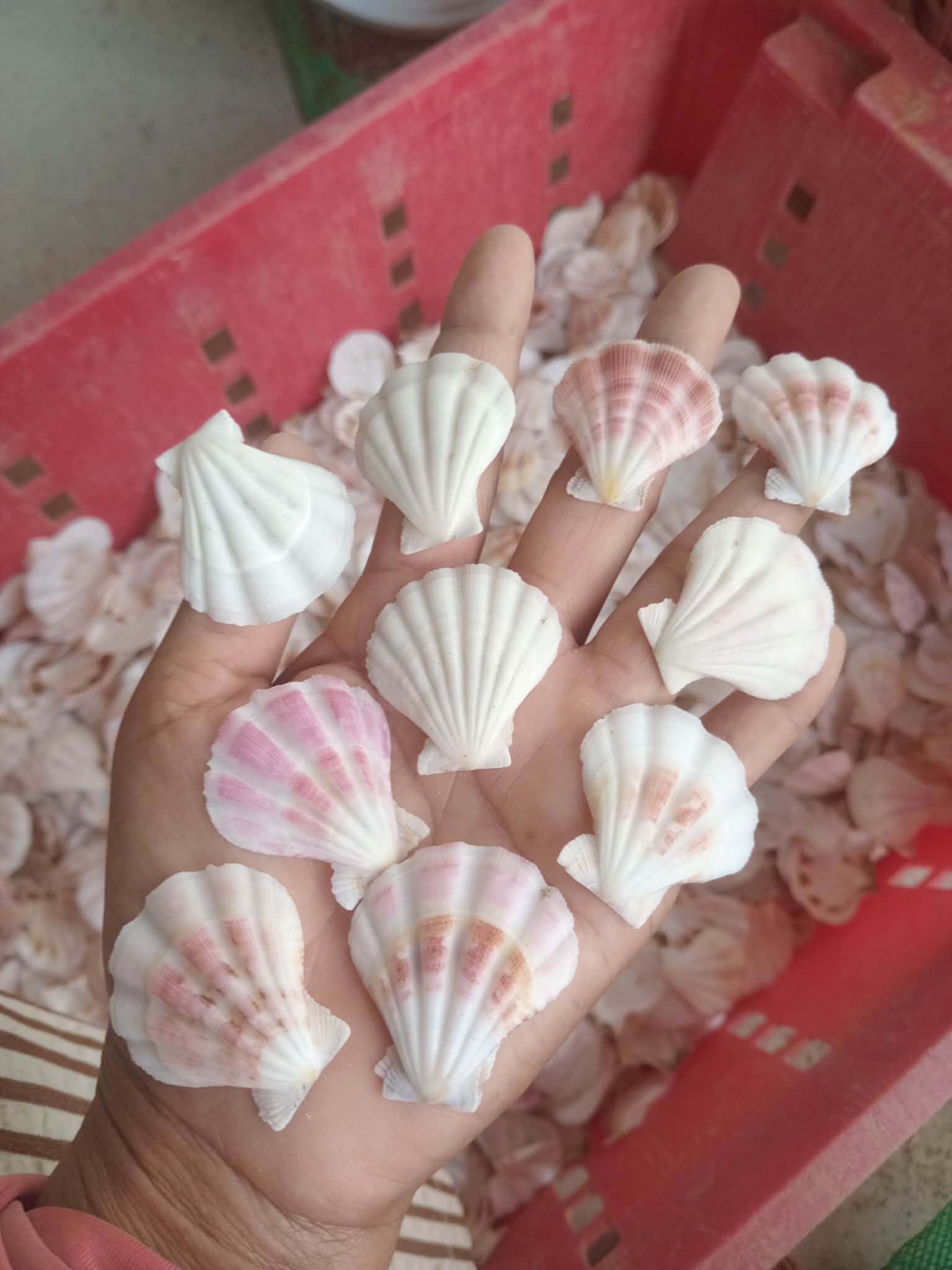 Diamond scallop shells shown by hand