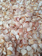 A batch of diamond scallop shells