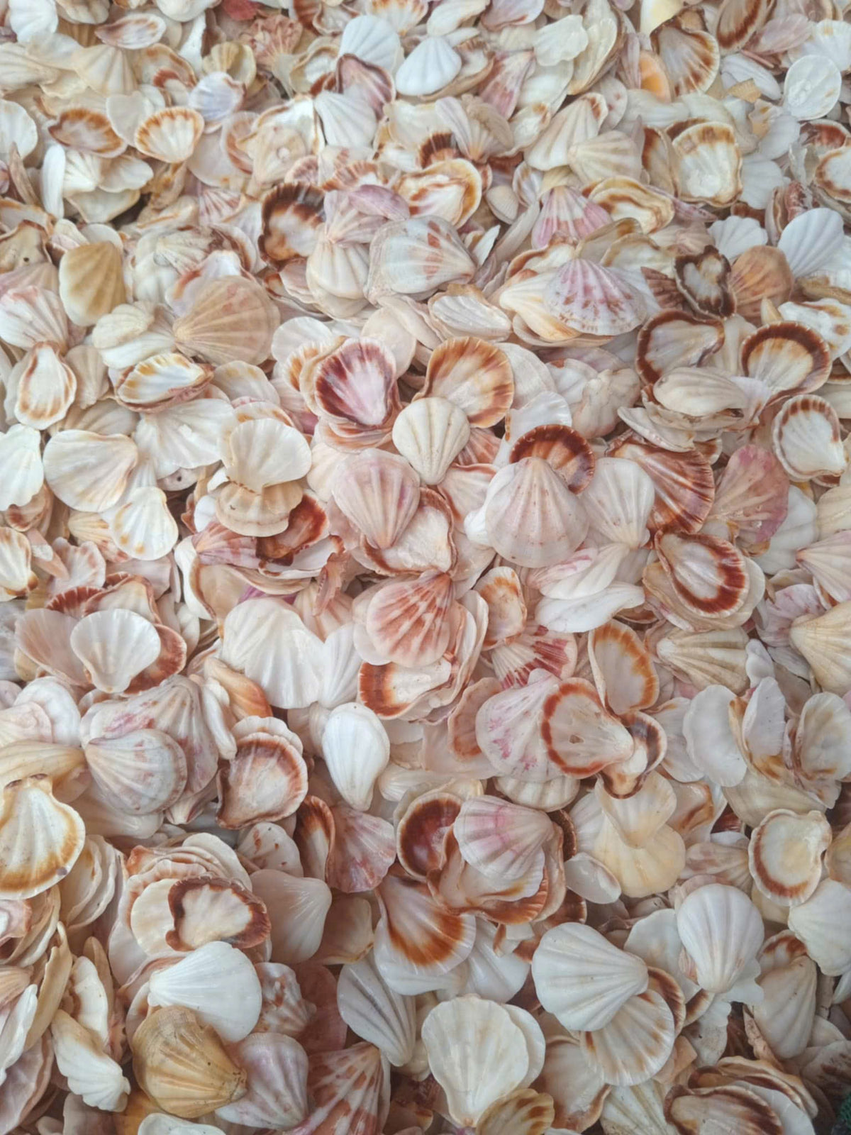 A batch of diamond scallop shells