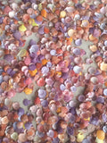 Assorted miniature colored scallop shells
