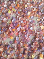 Assorted miniature colored scallop shells