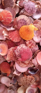 A colorful batch of small scallop shells