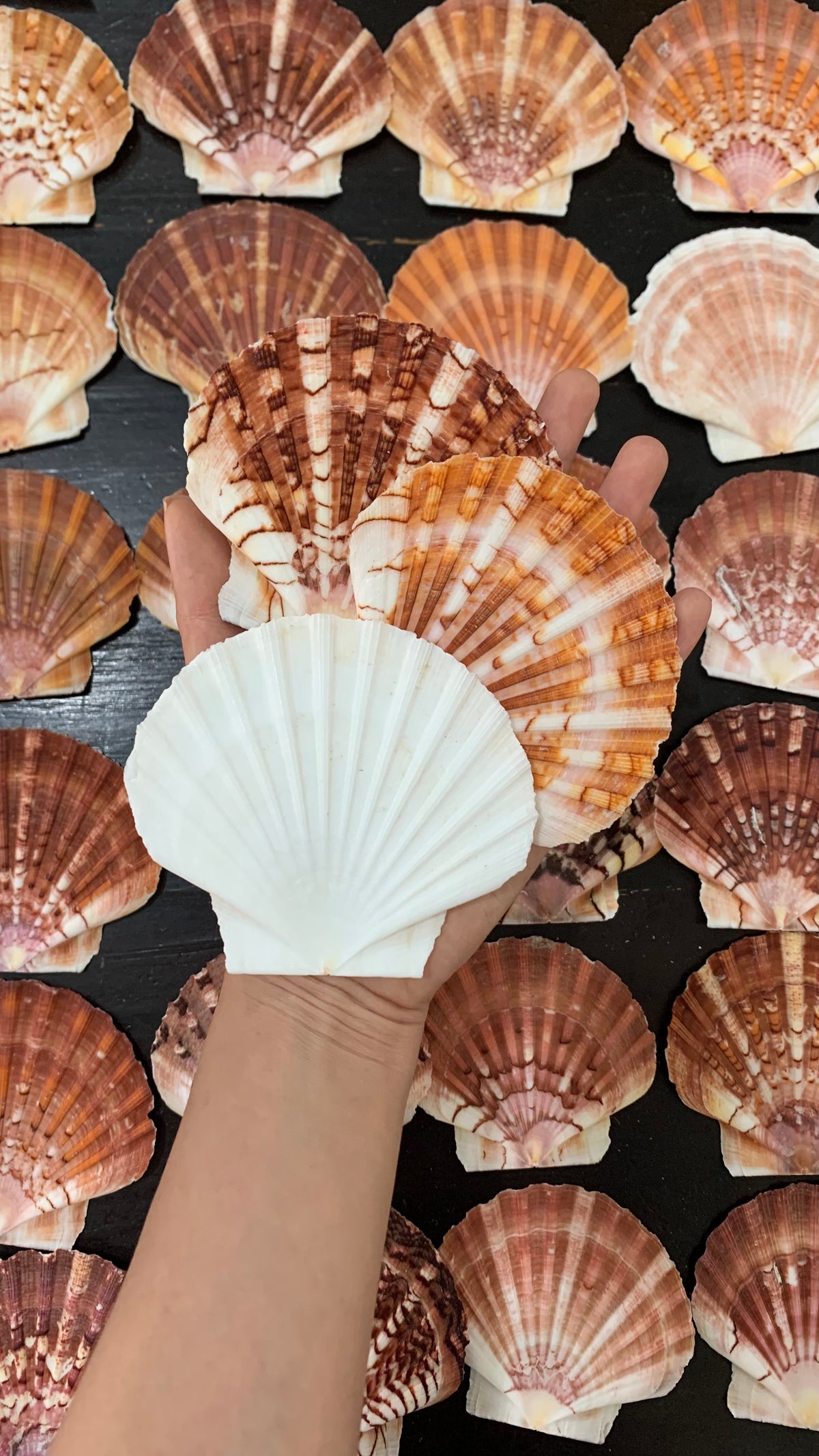 Australian disc scallop shells shown by hand