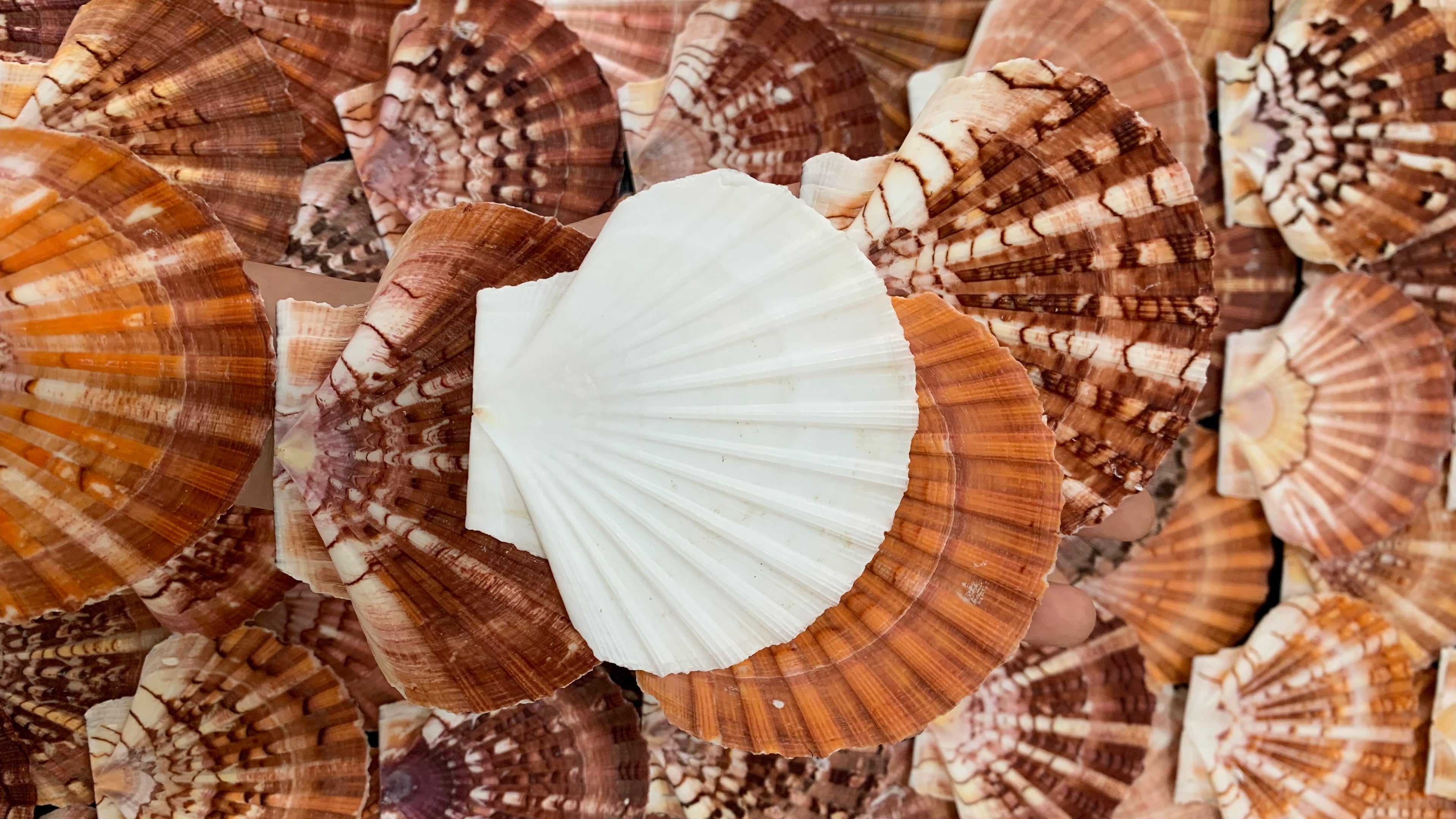 A batch of Australian disc scallop shells