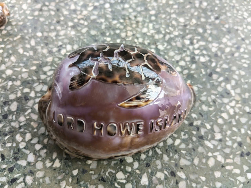 Carved & Cut Decorative Shells