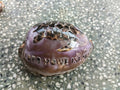 Carved & Cut Decorative Shells