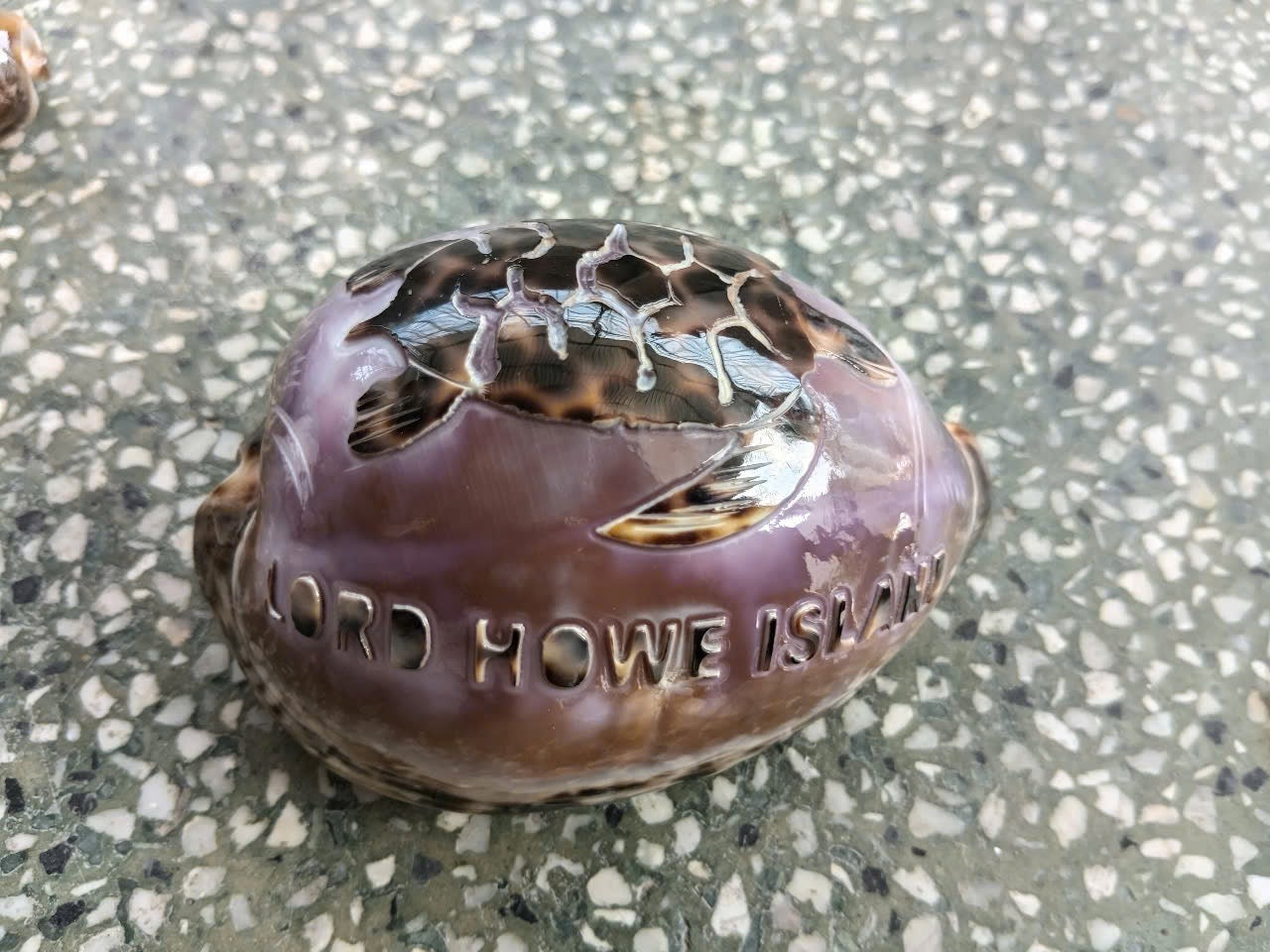 Carved & Cut Decorative Shells
