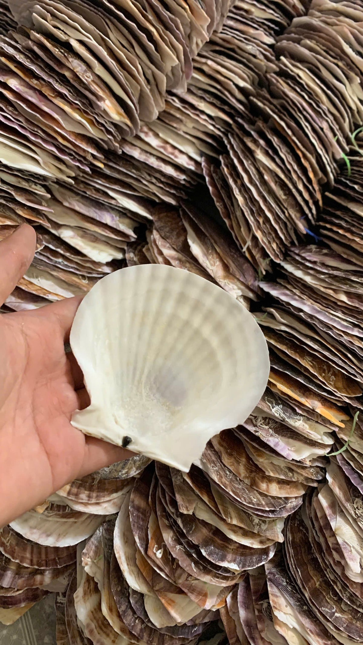 Natural Japanese scallop shell shown by hand