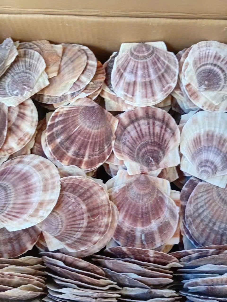 A batch of natural Japanese scallop shells