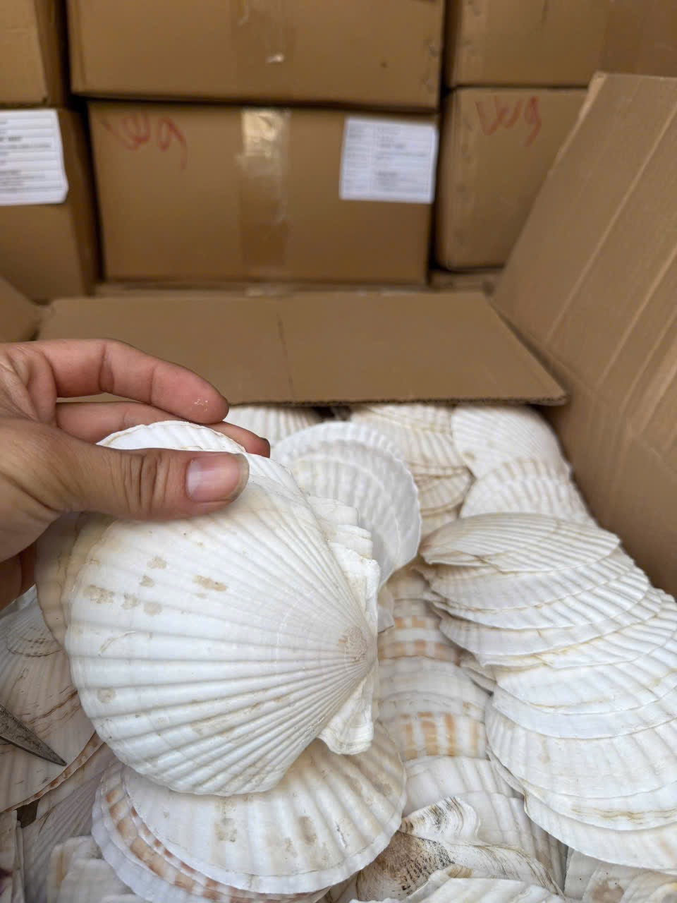 White Japanese scallop shells in bulk packaging
