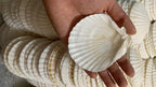 White Japanese scallop shell shown by hand