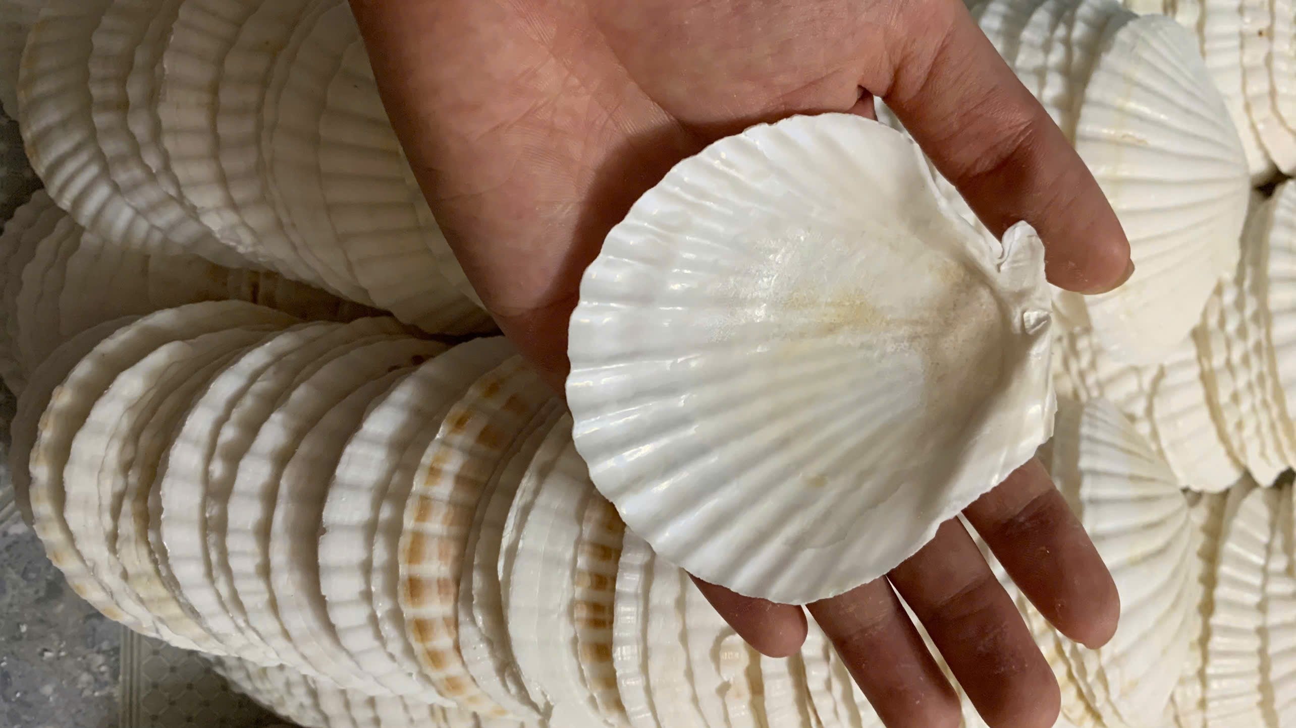 White Japanese scallop shell shown by hand