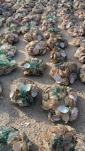 Natural rough Australian scallop shells