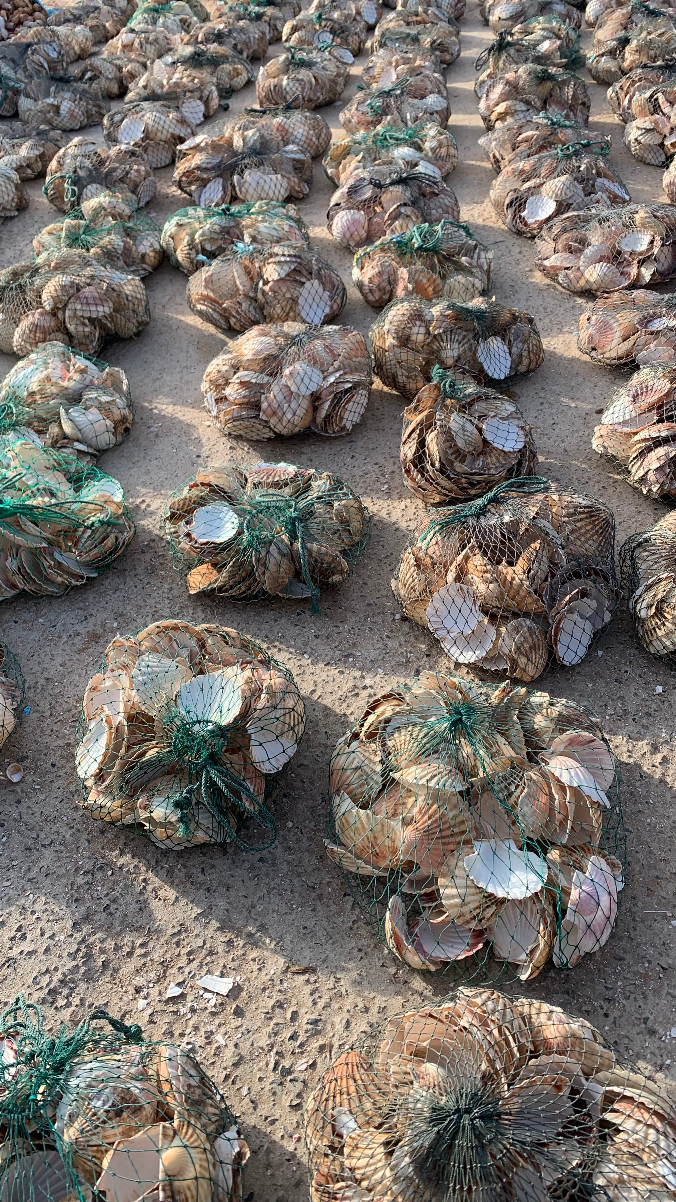 Natural rough Australian scallop shells