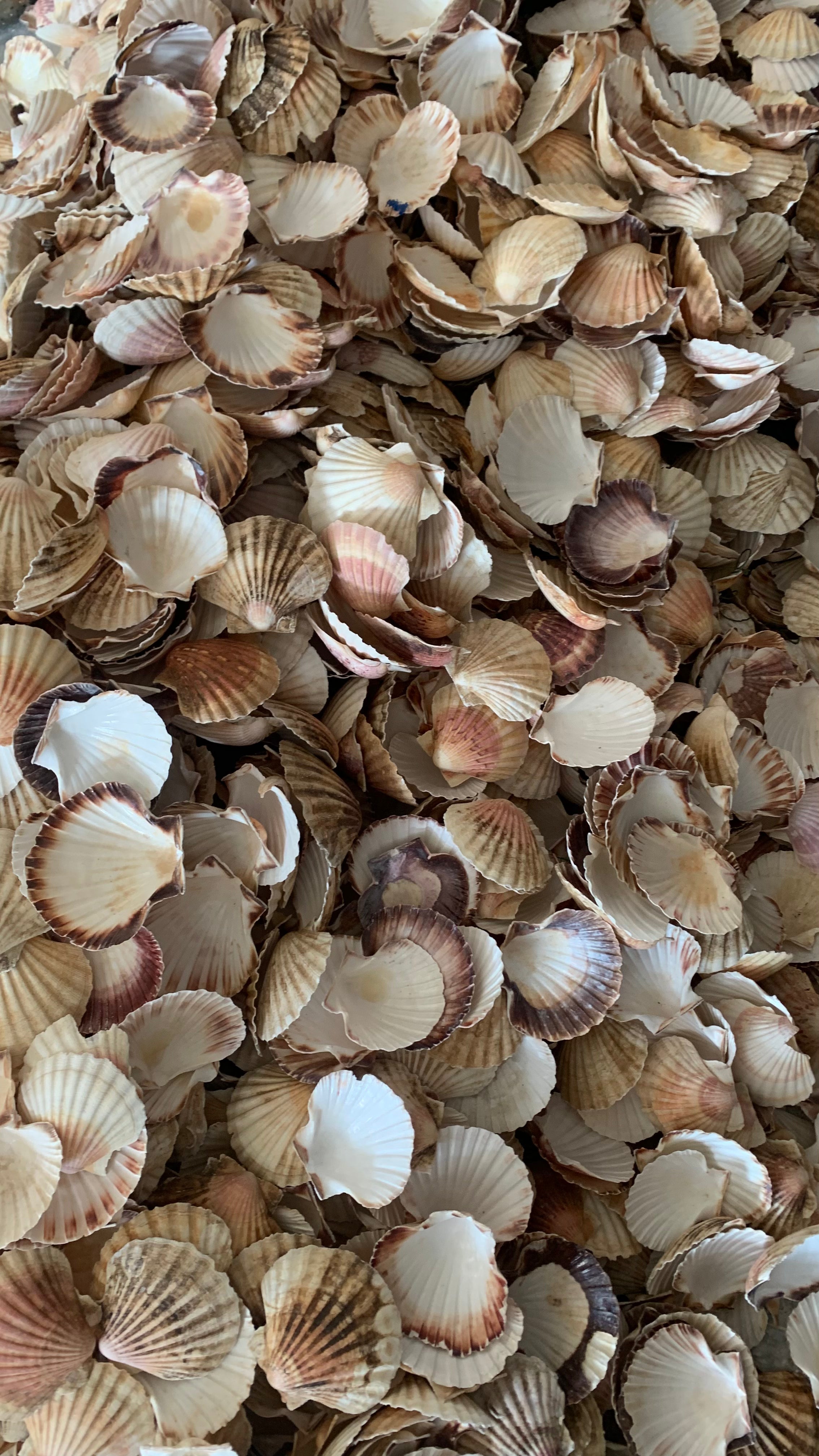 Rough Australian scallop shell surface and shape