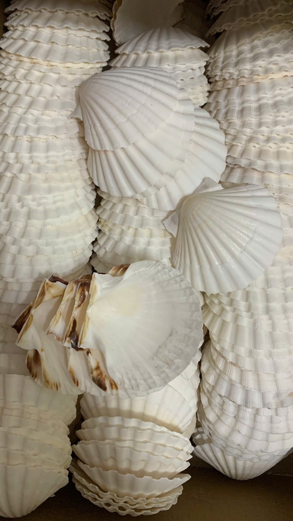 A bulk batch of white Australian scallop shells