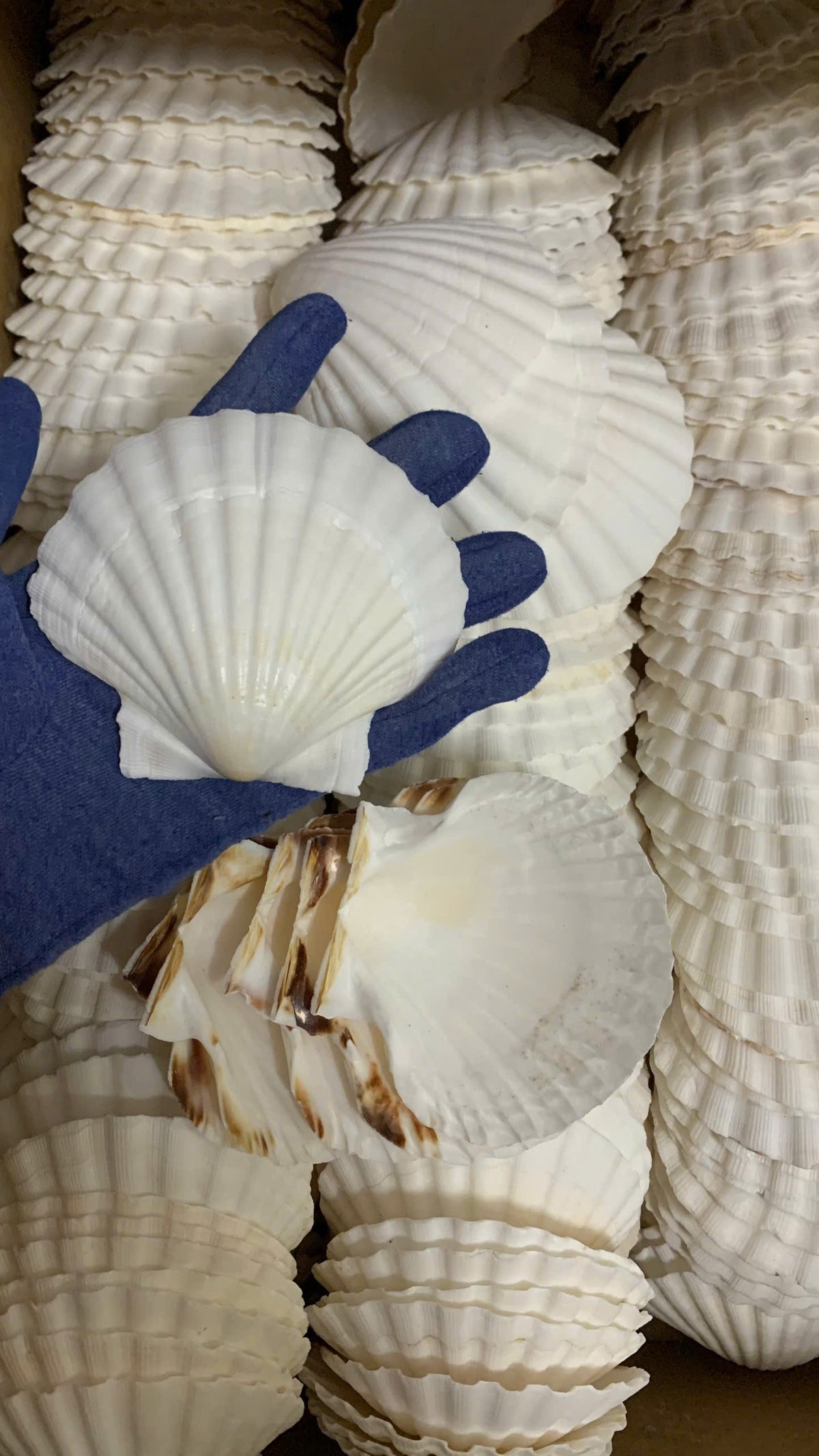 White Australian scallop shells shown by hand