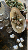 Assorted Mother-of-Pearl Gastropod Shells