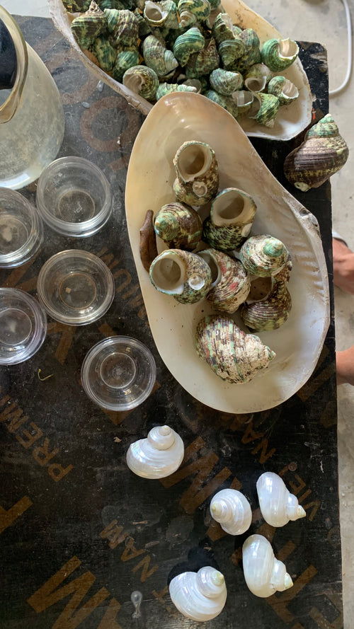 Assorted Mother-of-Pearl Gastropod Shells