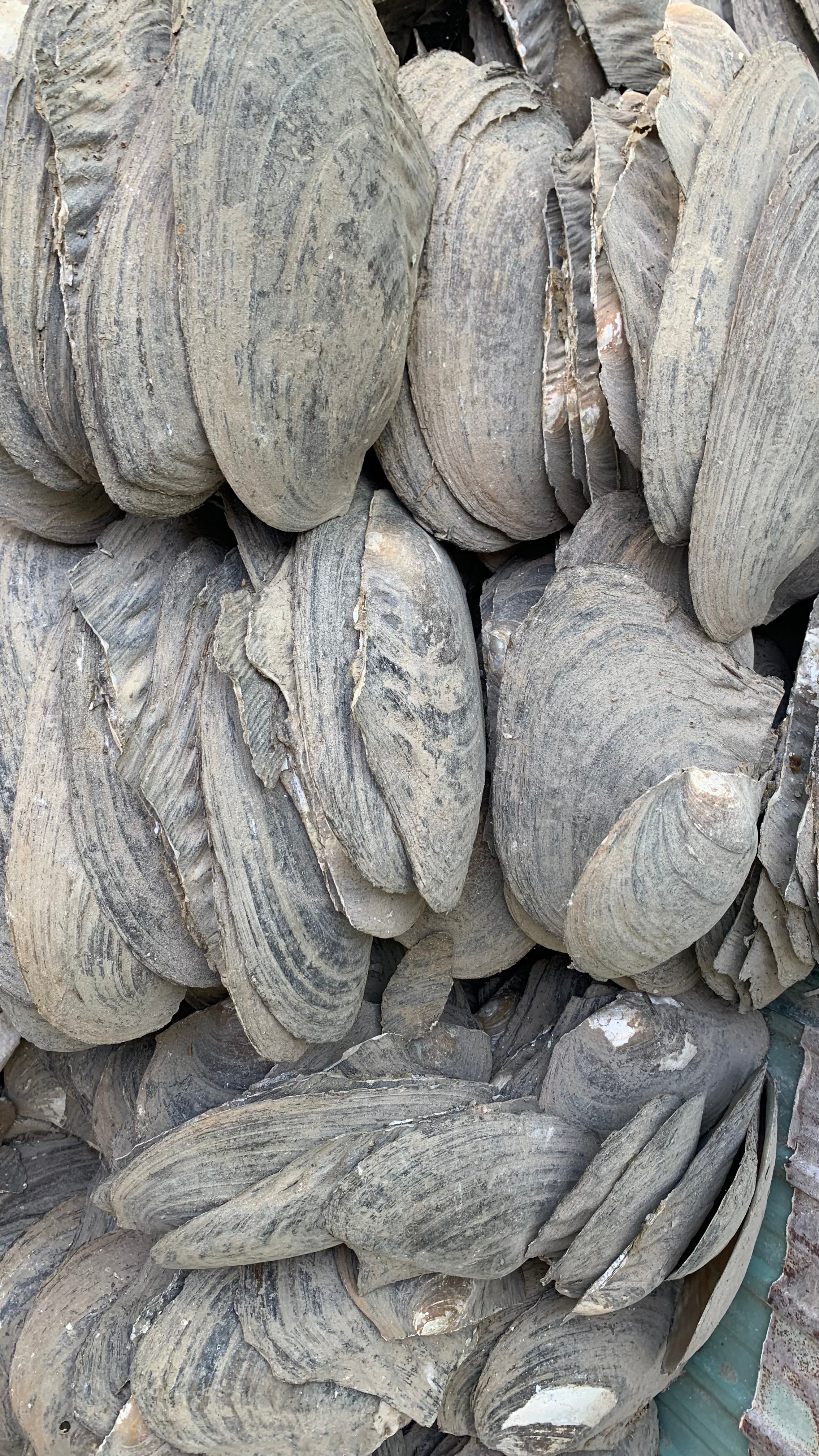 Chinese Mother-of-Pearl Shell Blanks