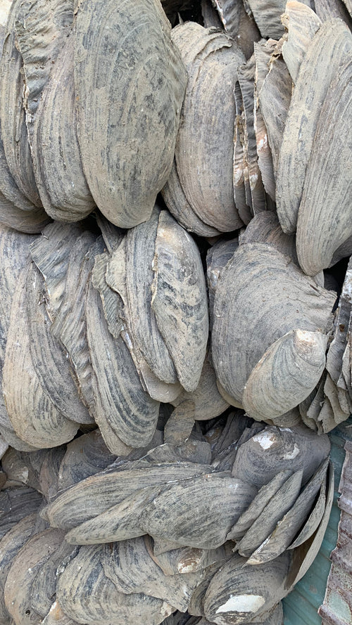 Chinese Mother-of-Pearl Shell Blanks