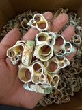 Finished Green-Lipped Shell Components