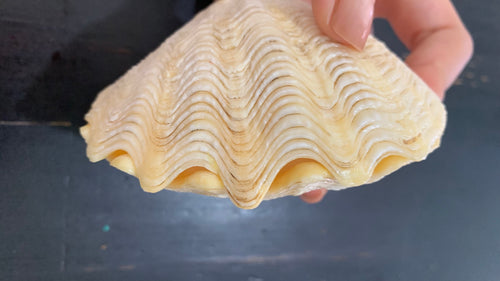 Giant Clam Shells