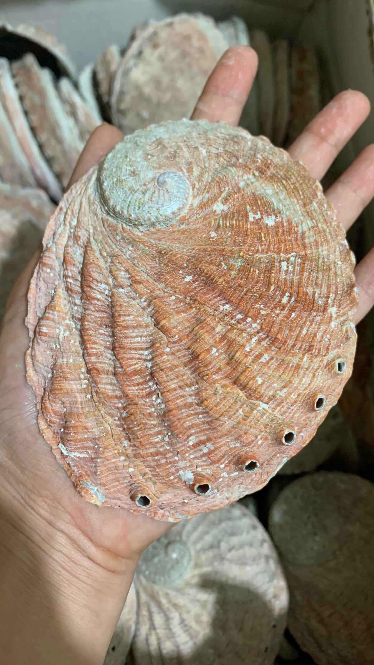 Natural Abalone Shells