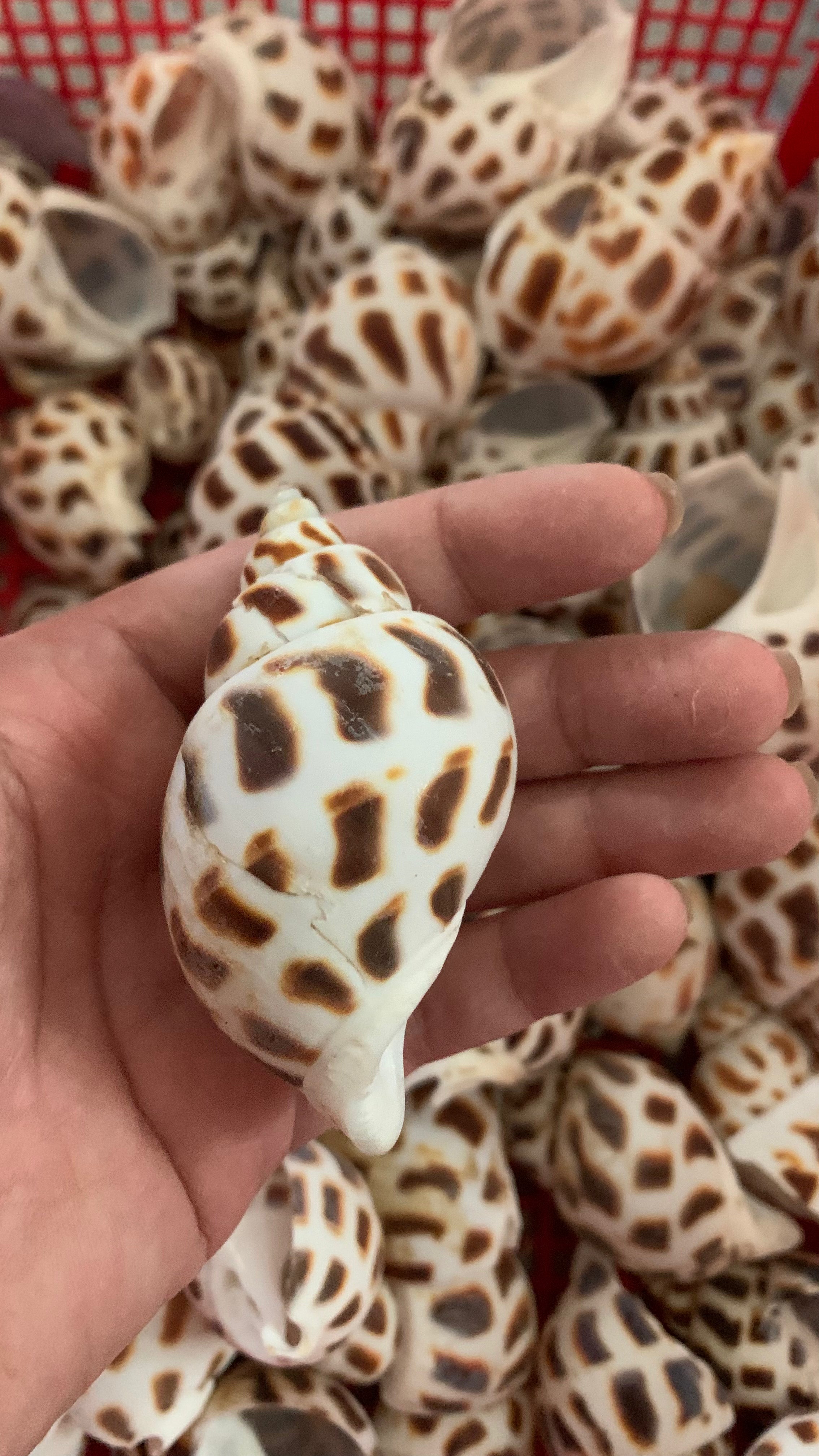 Natural Babylon Shells