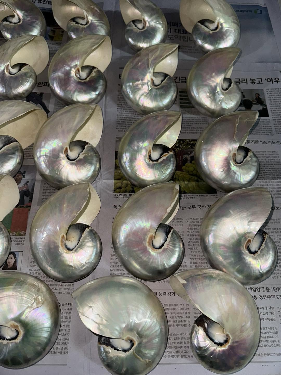 Natural Bailer Shells