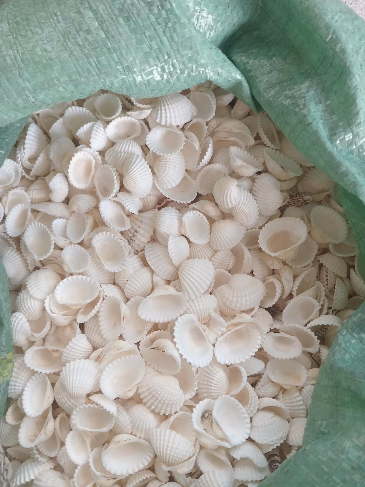 Natural Blood Cockle Shells