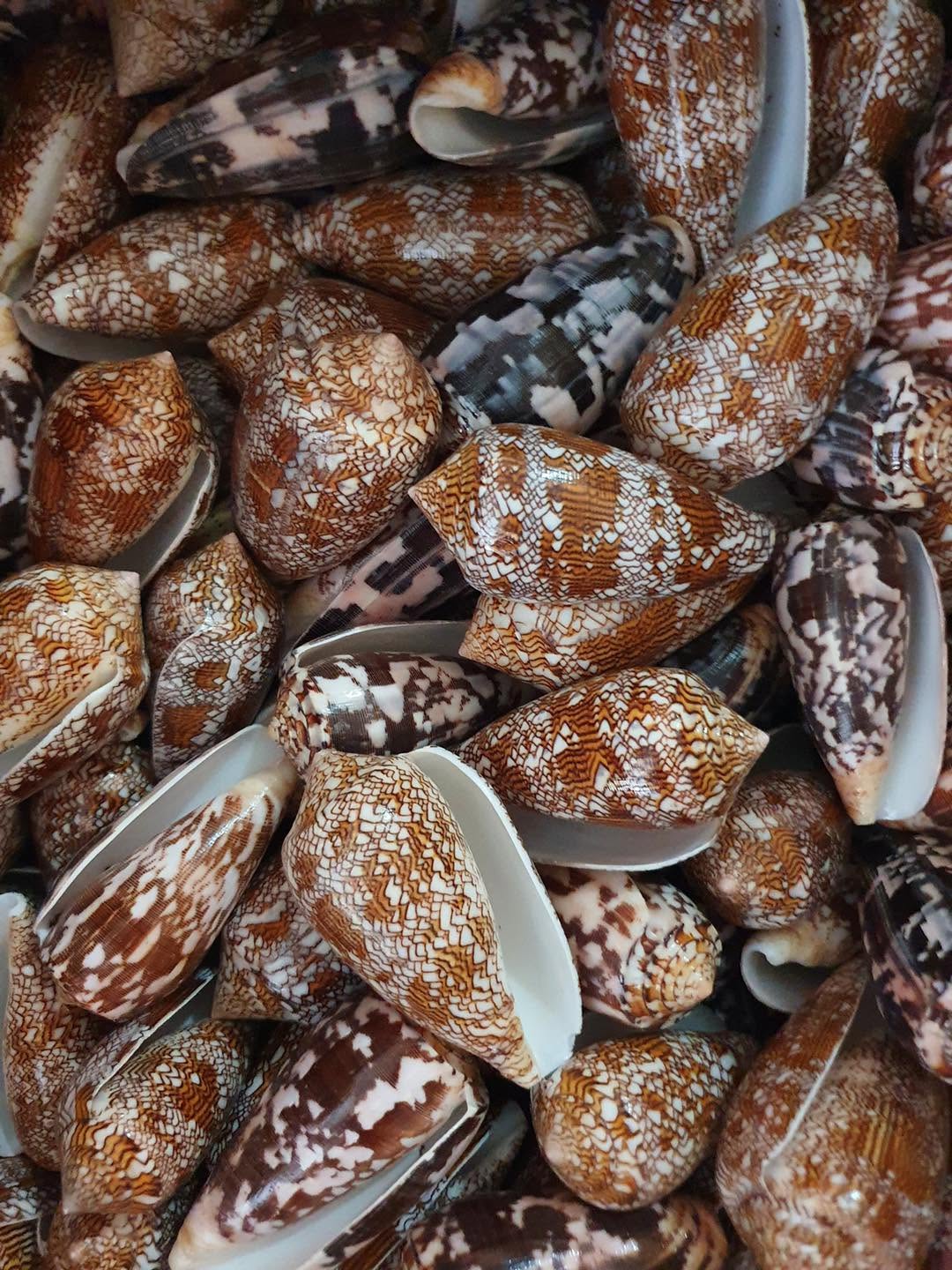 Natural Cone Shells