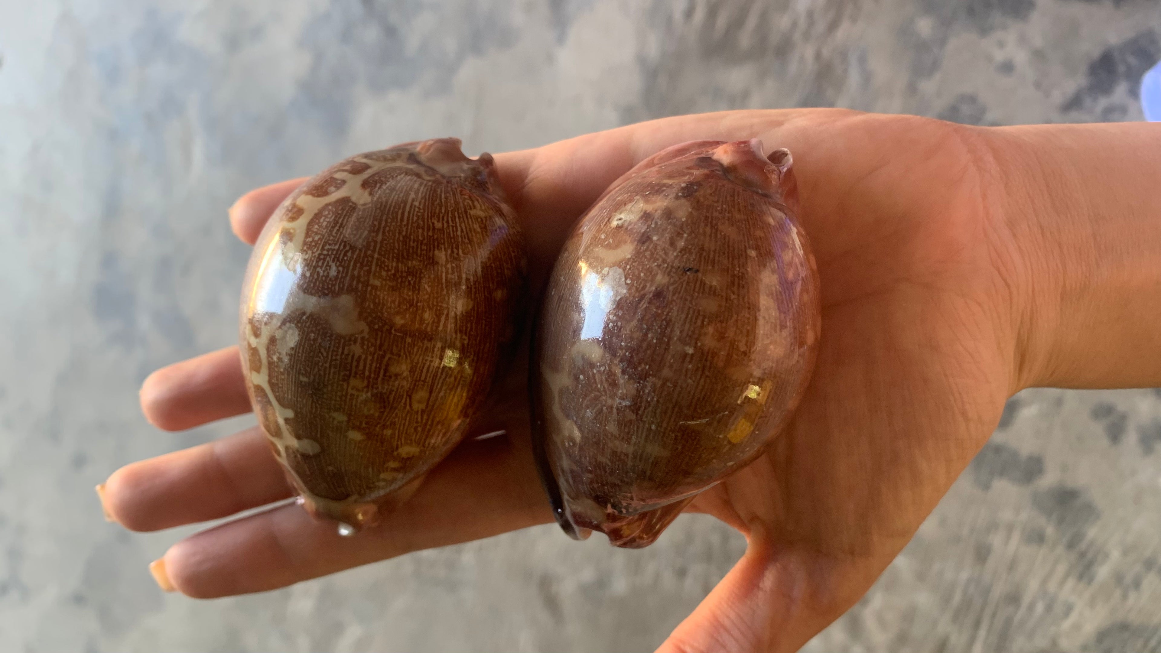 Natural Cowrie Shells