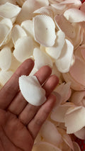 Natural Feather Clam Shells