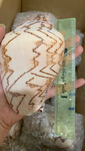 Natural Giac Shells