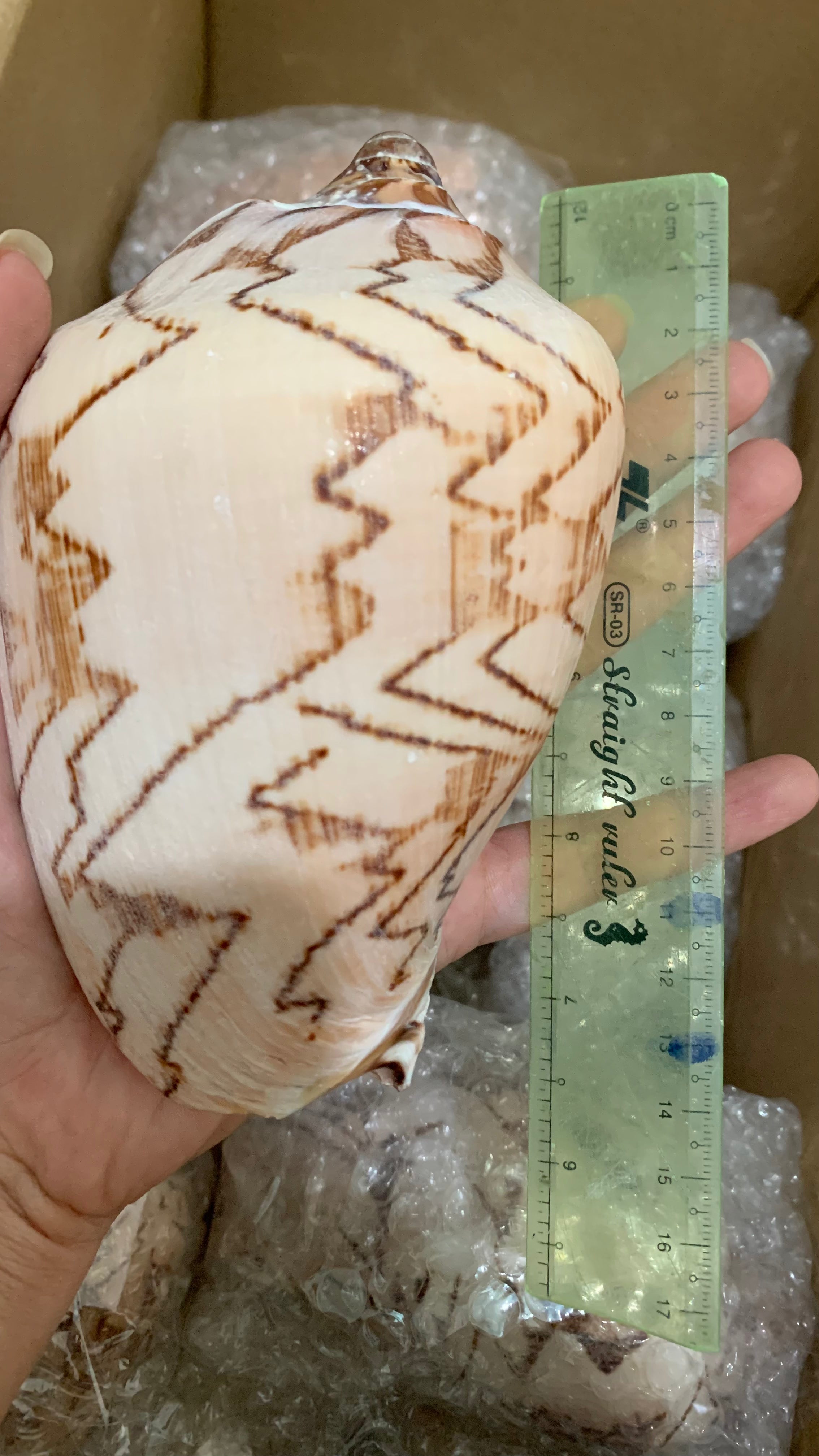 Natural Giac Shells