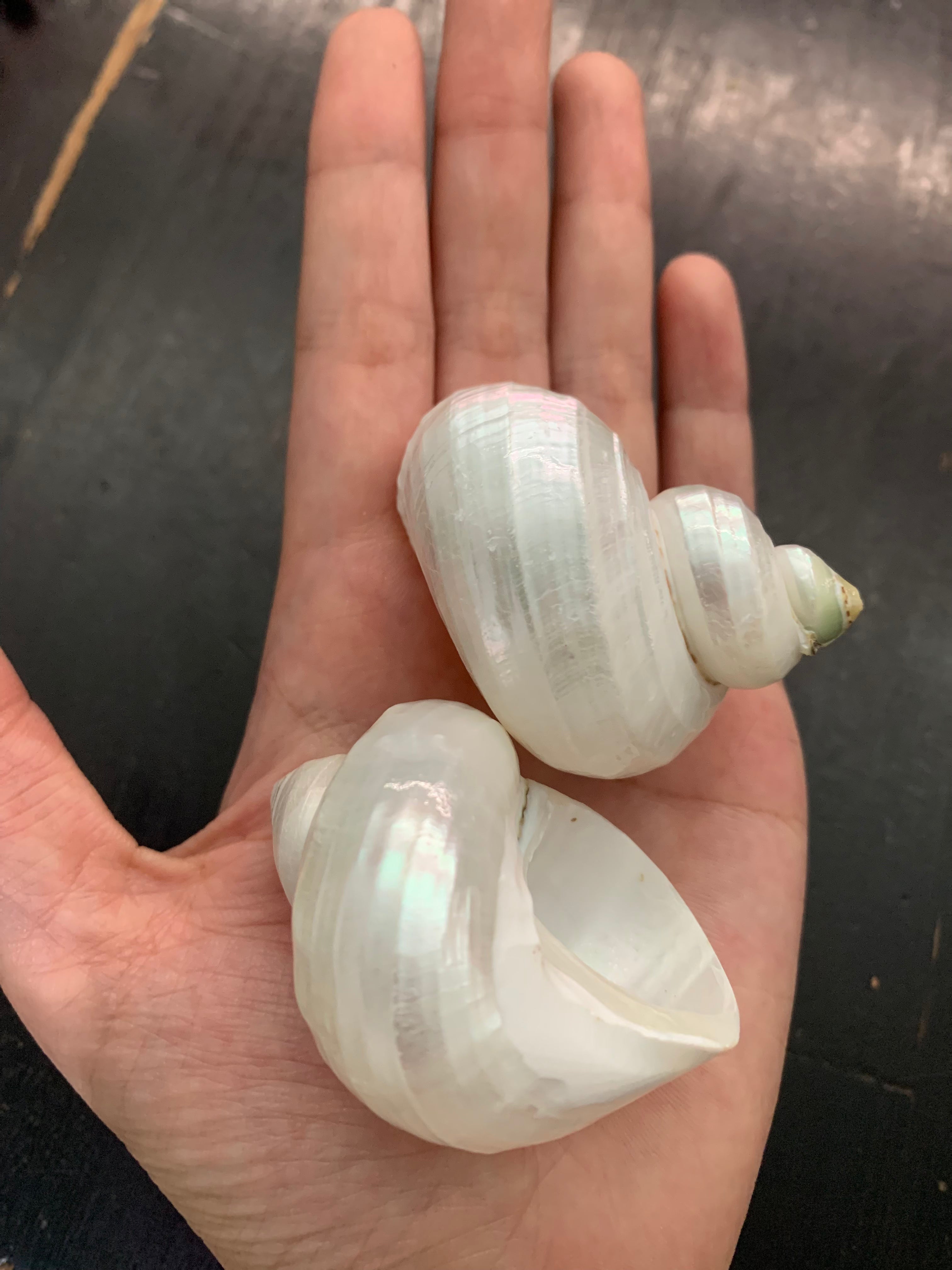 Natural Green-Lipped Shells