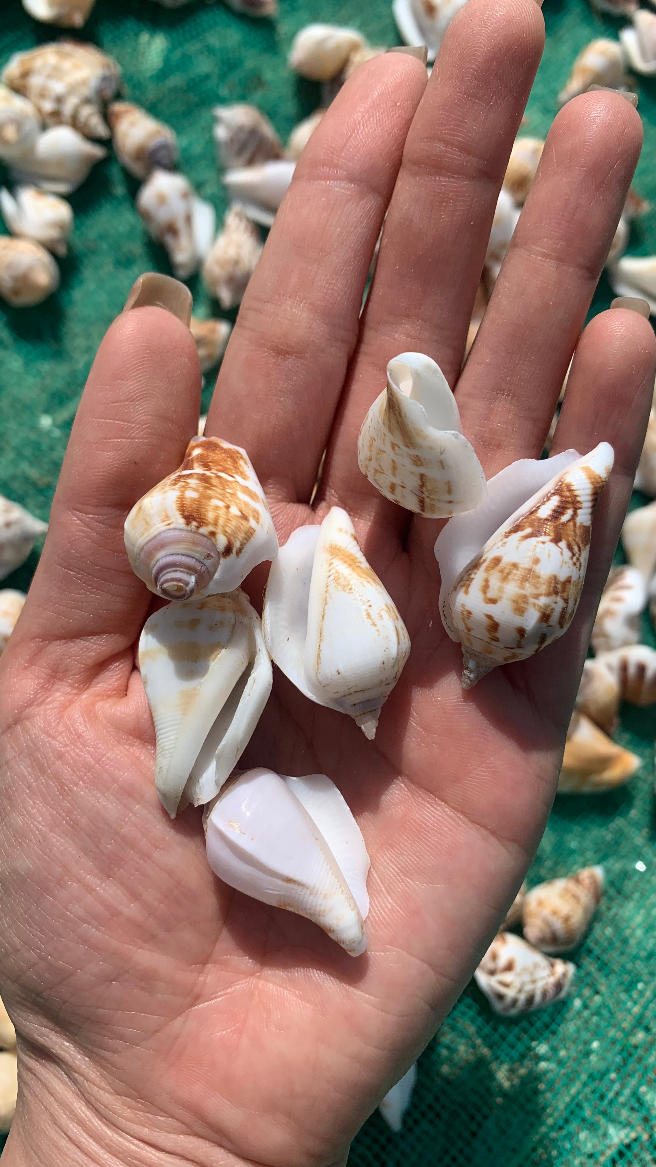 Natural Jumping Conch Shells