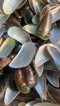 Natural Mussel Shells