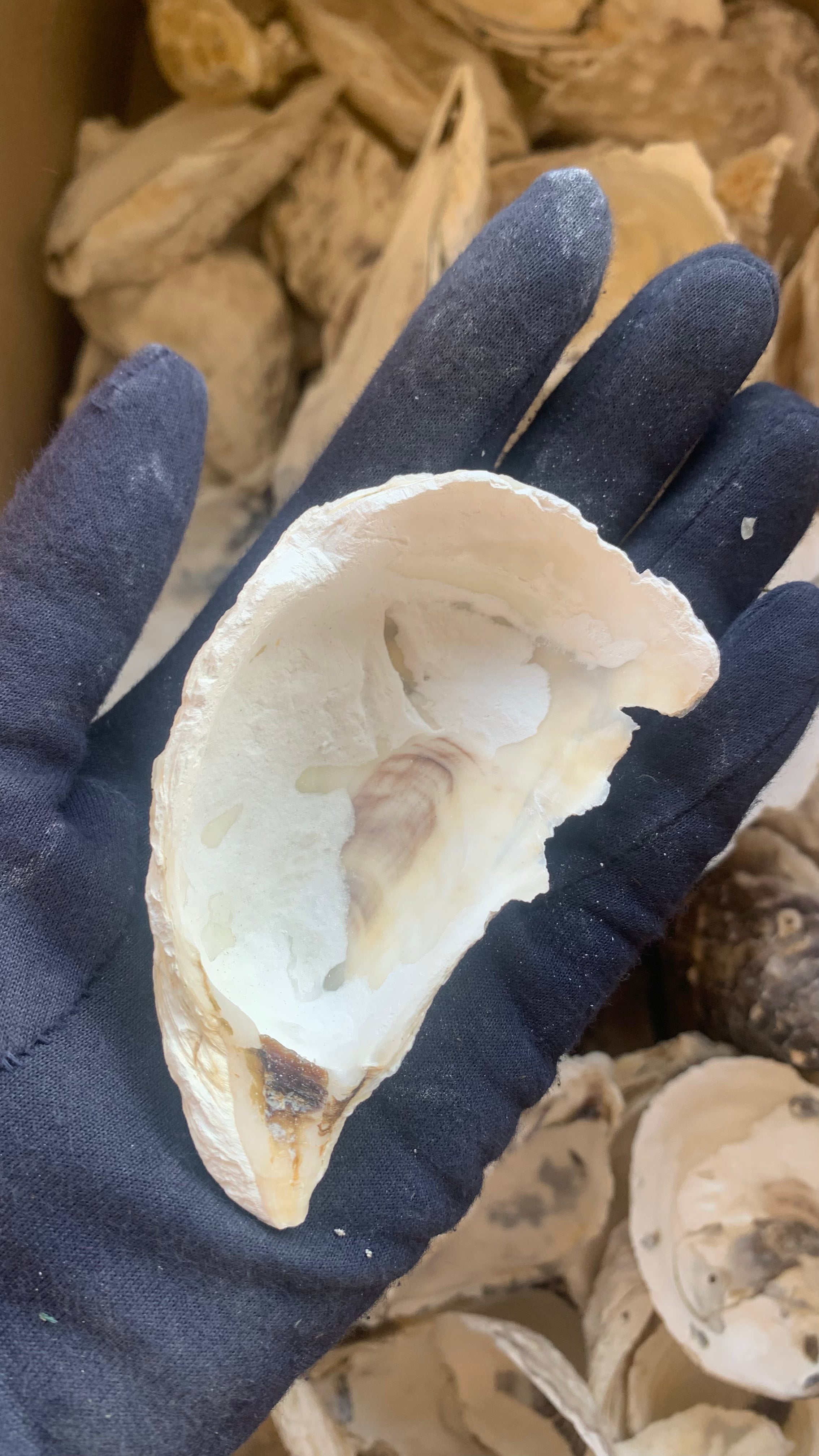 Natural Oyster Half Shells