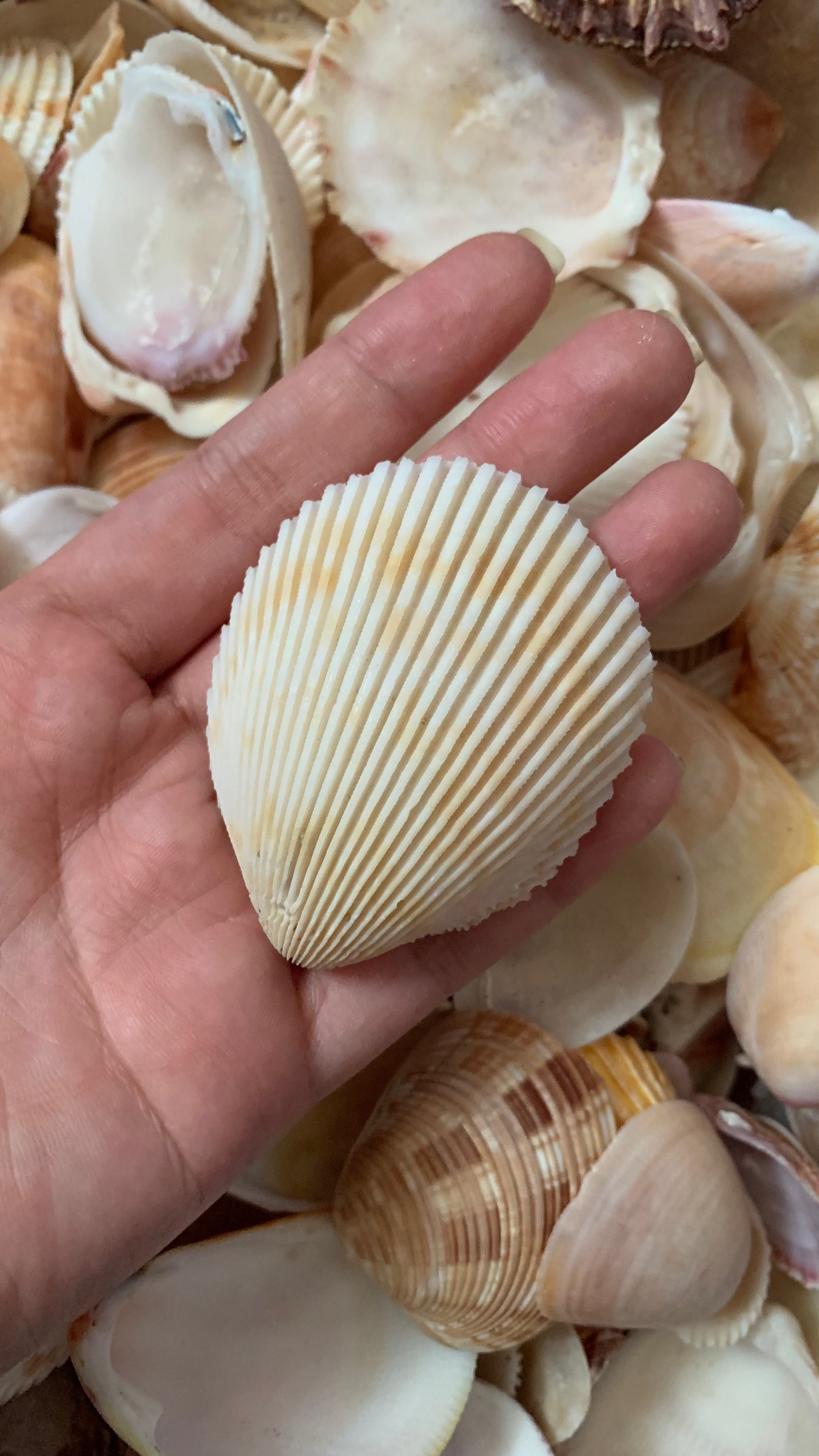 Natural Pink Cockle Shells