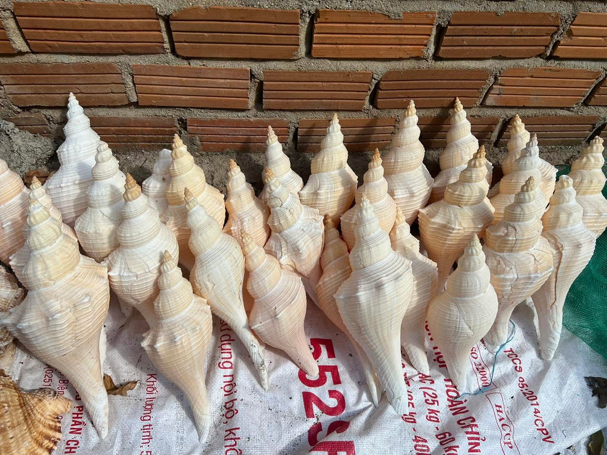 Natural Pink Conch Shells