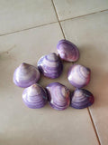 Natural Purple Clam Shells