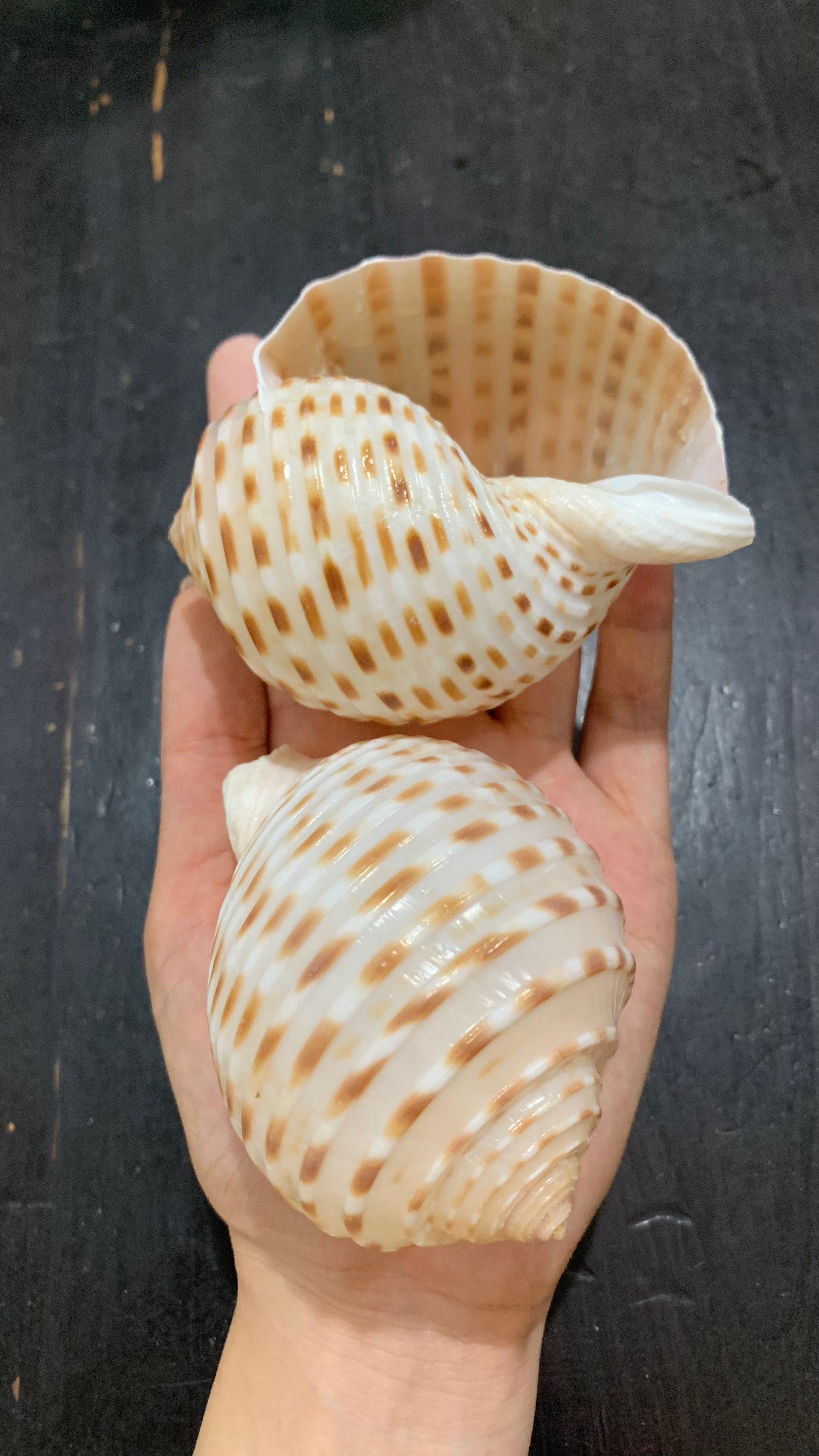 Natural Ribbed Tun Shells