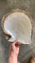 Natural Sap Shells