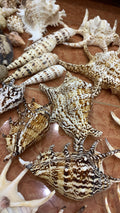 Natural Spider Conch Shells