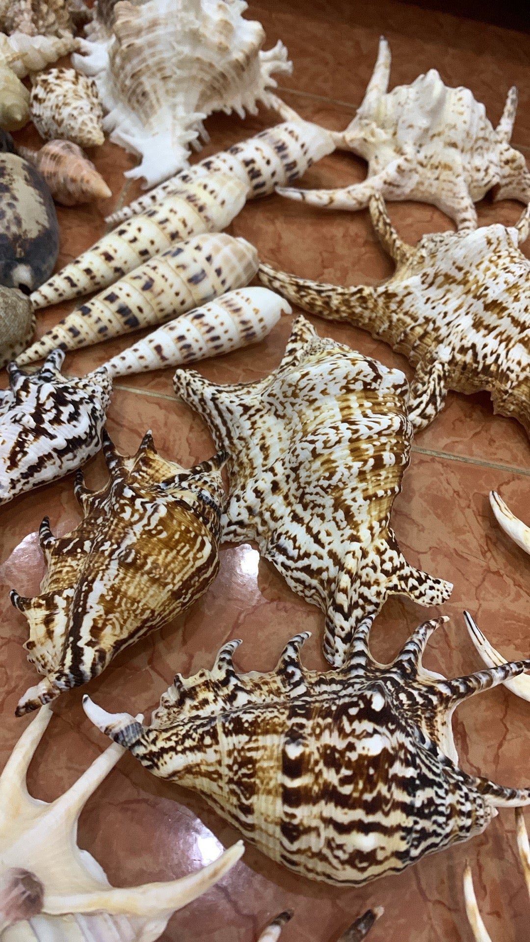 Natural Spider Conch Shells